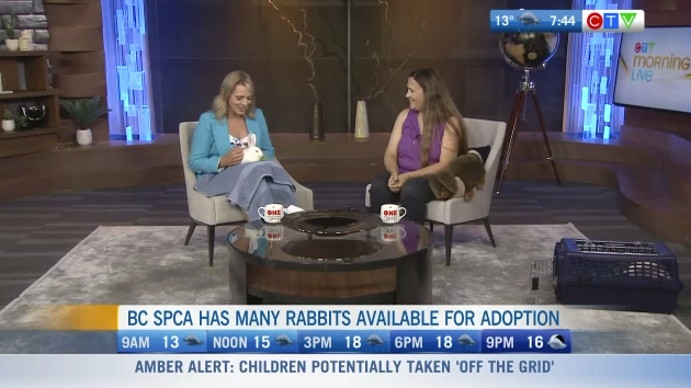 BC SPCA Has Many Rabbits Available For Adoption