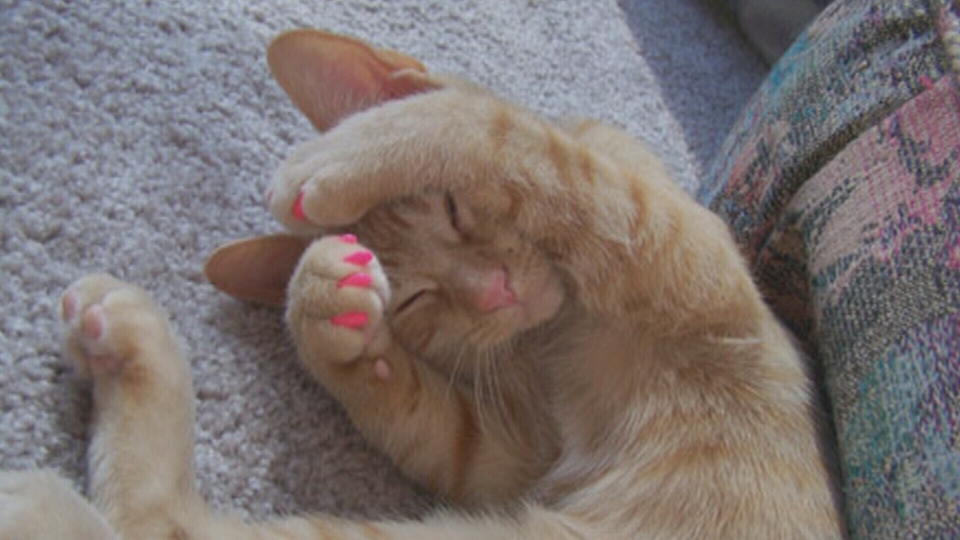 Alternatives to declawing how about a feline manicure? CTV Vancouver