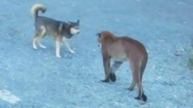 CTV BC: Brave B.C. dogs bark away cougar
