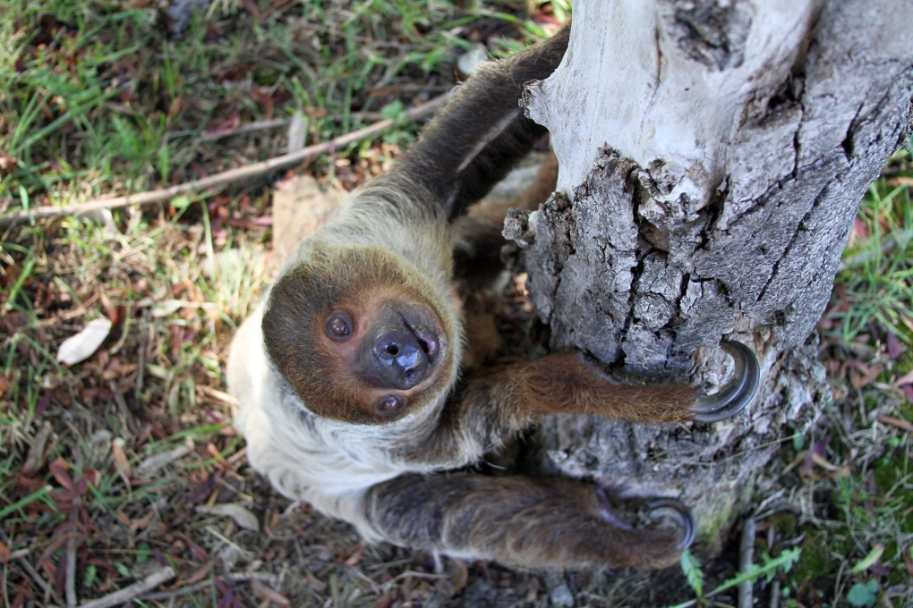 Enter the weird world of sloths on International Sloth Day ...