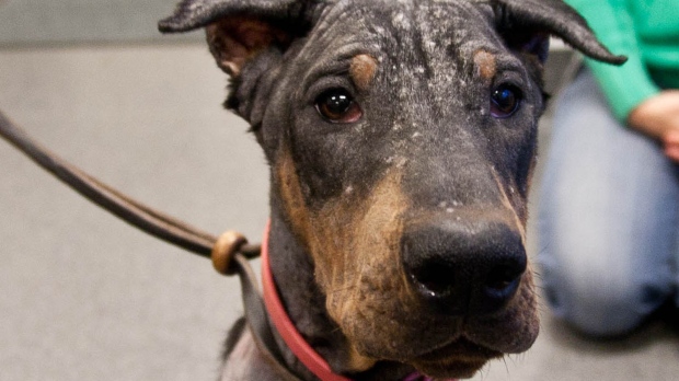 No leads in case of emaciated Doberman abandoned in Surrey ...