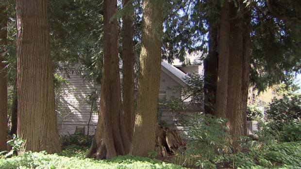 Vancouver property lined with trees 