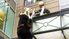 CTV Vancouver: Terrier rescued from highrise fall