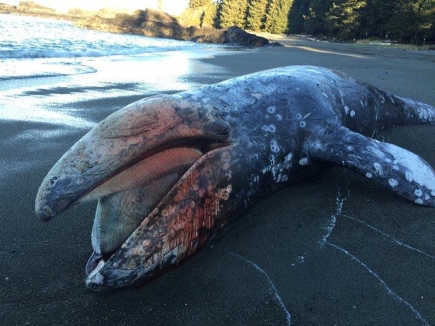 dead whale tofino