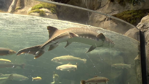 Sturgeon in Tsawwassen Mills store aquarium dies | CTV Vancouver ... - CTV News