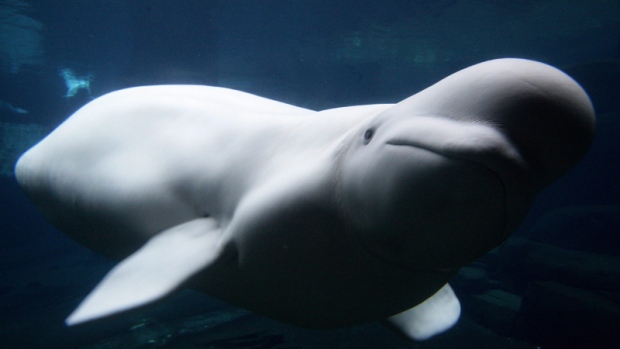 Benefits of Vancouver Aquarium's cetacean research 'debatable': report - CTV News