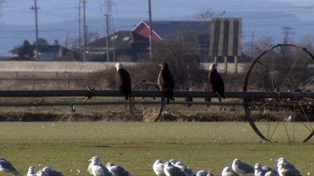 Hundreds of bald eagles flock to Delta fields