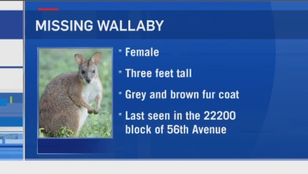 wallaby missing