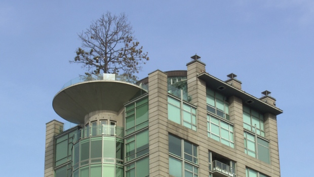 $554K bill to replace iconic rooftop tree