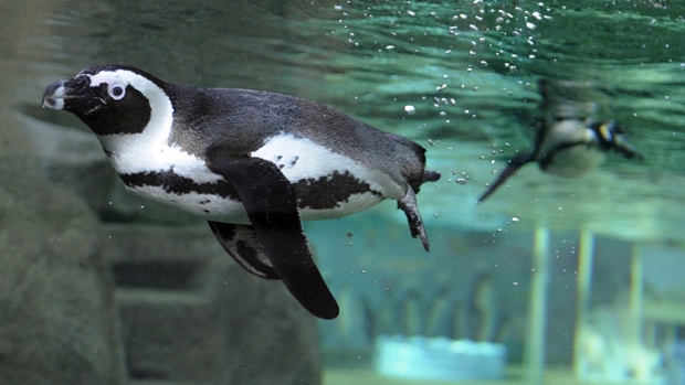 Vancouver Aquarium Penguin