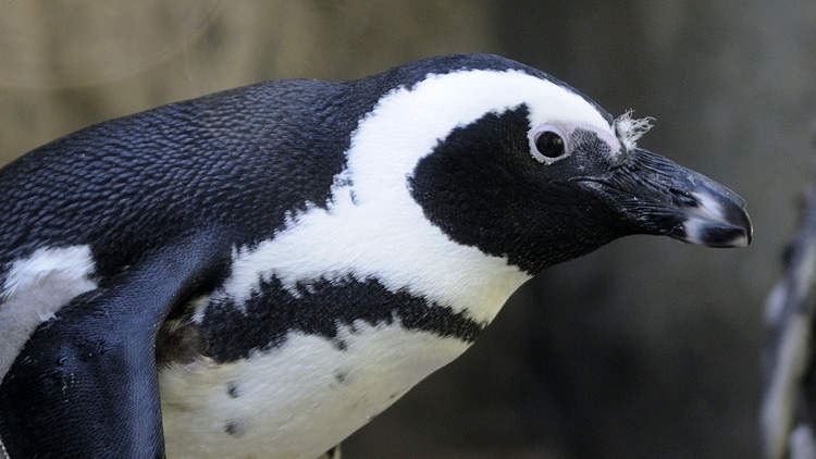 Vancouver Aquarium Penguin