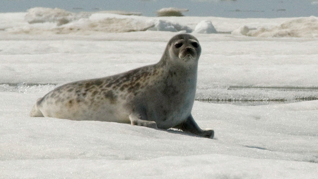 FILE - This June 5, 2009 file photo released by National Oceanic and Atmospheric Administration shows an adult ringed seal in Kotzebue, Alaska. (THE CANADIAN PRESS/HO-Mike Cameron/NOAA via AP, File)