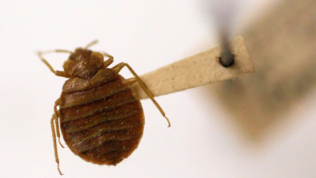 A bed bug is displayed at the Smithsonian Institution National Museum of Natural History in Washington, Wednesday, March 30, 2011. (AP / Carolyn Kaster)