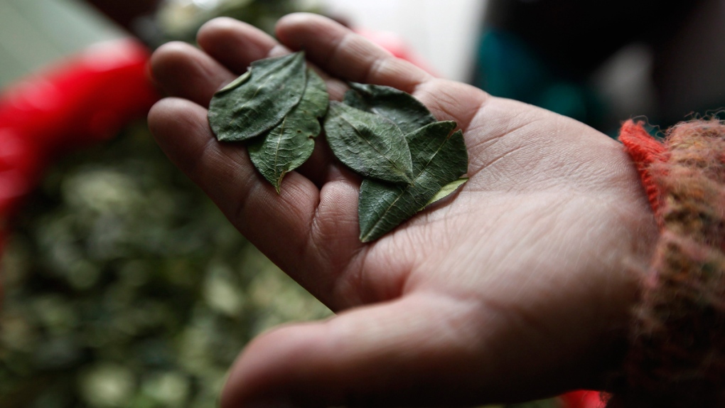 In this Jan. 11, 2013 photo, a coca vendor shows her coca leaves for sale as she waits for clients inside a legal coca leaf market in La Paz, Bolivia. (AP / Juan Karita)