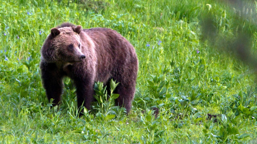Province seeking feedback on grizzly bear stewardship framework - BC SPCA