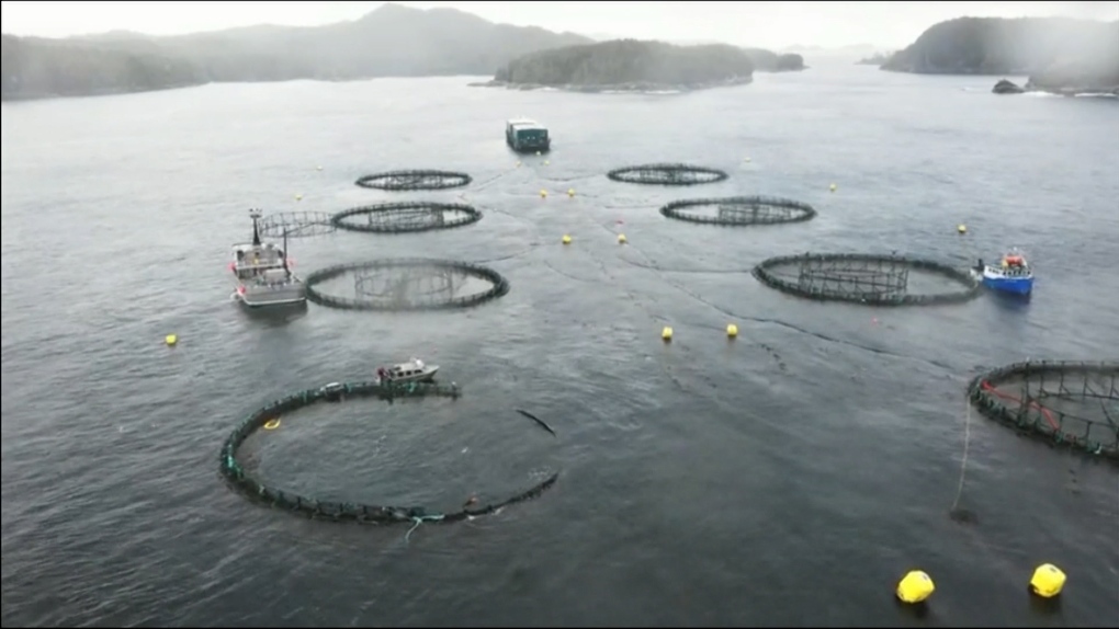 B.C. First Nations seek to join case for salmon farm closures
