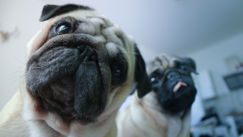 Two pugs are shown in an image from Shutterstock.com. (By user kremacnipec)