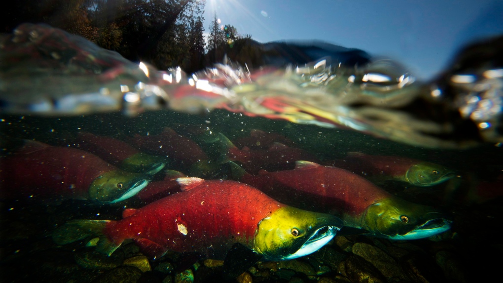 Federal fisheries experts are painting a devastating picture of the challenges facing Pacific salmon and point to climate change as the main culprit. (THE CANADIAN PRESS/Jonathan Hayward)