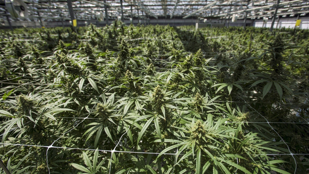 Mature cannabis plants are photographed at the CannTrust Niagara Greenhouse Facility during the grand opening event in Fenwick, Ont., on Tuesday, June 26, 2018. CannTrust Holdings Inc. is reducing its workforce. THE CANADIAN PRESS/ Tijana Martin