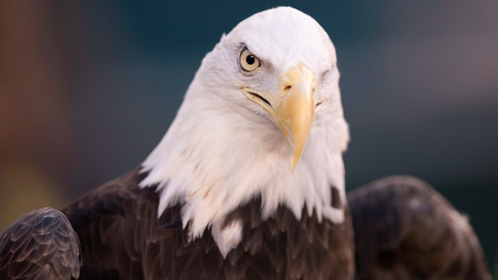 This Jan. 5, 2020, file photo shows a bald eagle in Philadelphia.  (AP / Chris Szagola)