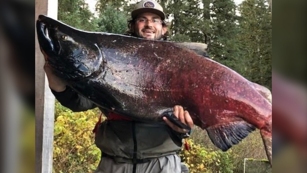 It appears one B.C. hatchery program is off to a promising start, by the size of the Chinook salmon they’ve been pulling in from the Wannock River near Bella Bella (Percy Walkus Hatchery). 