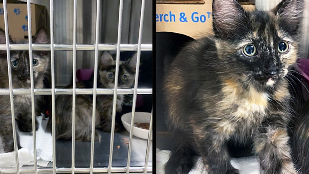 The animal welfare organization says the investigation involved a "hoarding situation" where the cats and kittens were being kept in unsanitary conditions (BC SPCA).