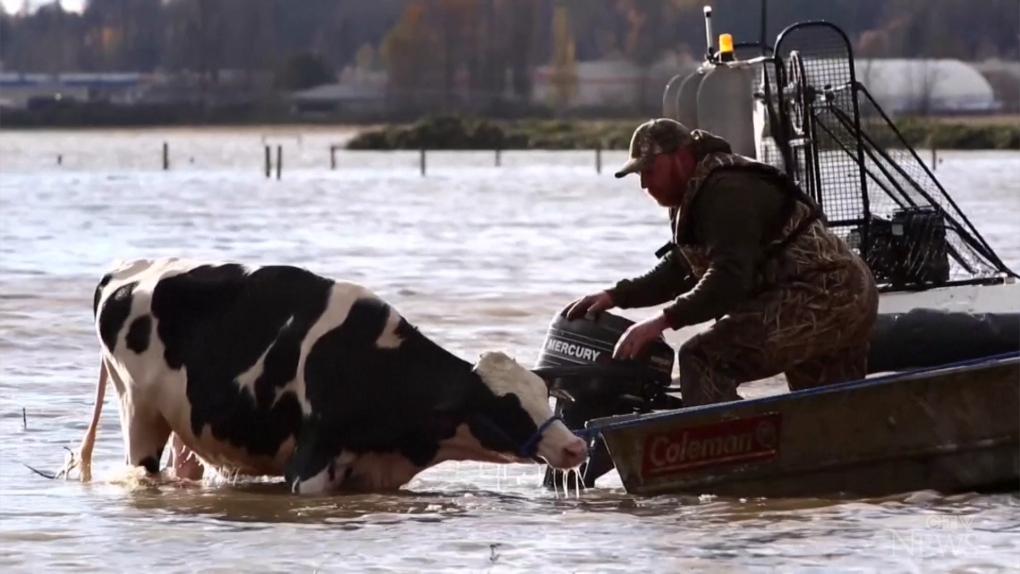 Residents in Abbotsford, B.C., used boats and personal watercraft to help some 50 cattle that were stranded on a flooded farm.