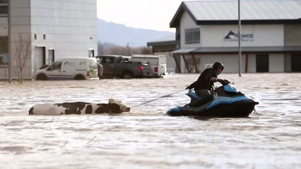 People use boats and personal watercrafts to rescue cattle that were stranded on a flooded farm in in Abbotsford, B.C., on Nov. 16.