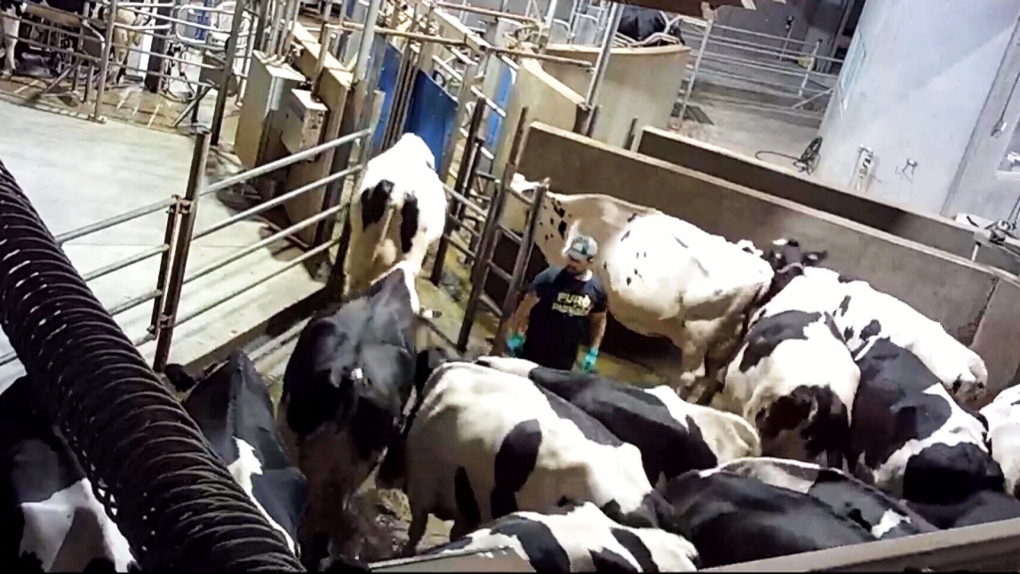 Animal abuse allegations: . dairy farm responds to video | CTV News