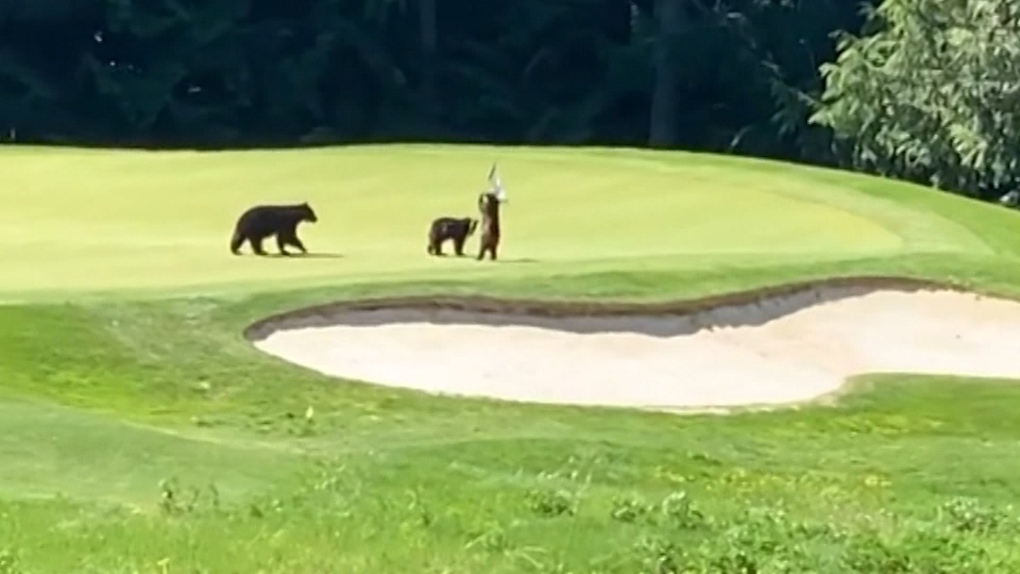 A mother bear and her two cubs play with flag on the fifth hole on Fairmont Chateau Whistler's golf course on June 1. (Zynal Sharoom)