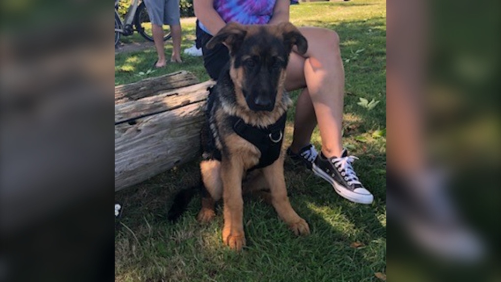 The German shepherd puppy who was rescued from the Fraser River in Richmond by boaters and police officer (Richmond RCMP)