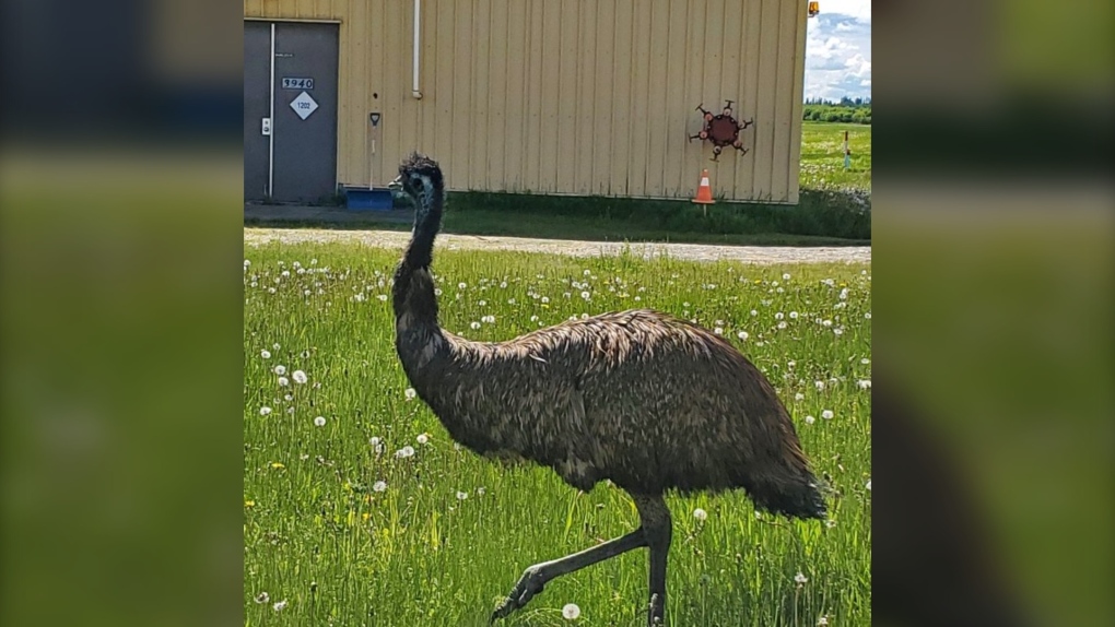An emu wandered down an access road to the Prince George Airport on June 7, 2021, before it was captured by a local farmer. (Facebook/YXS - Prince George Airport)