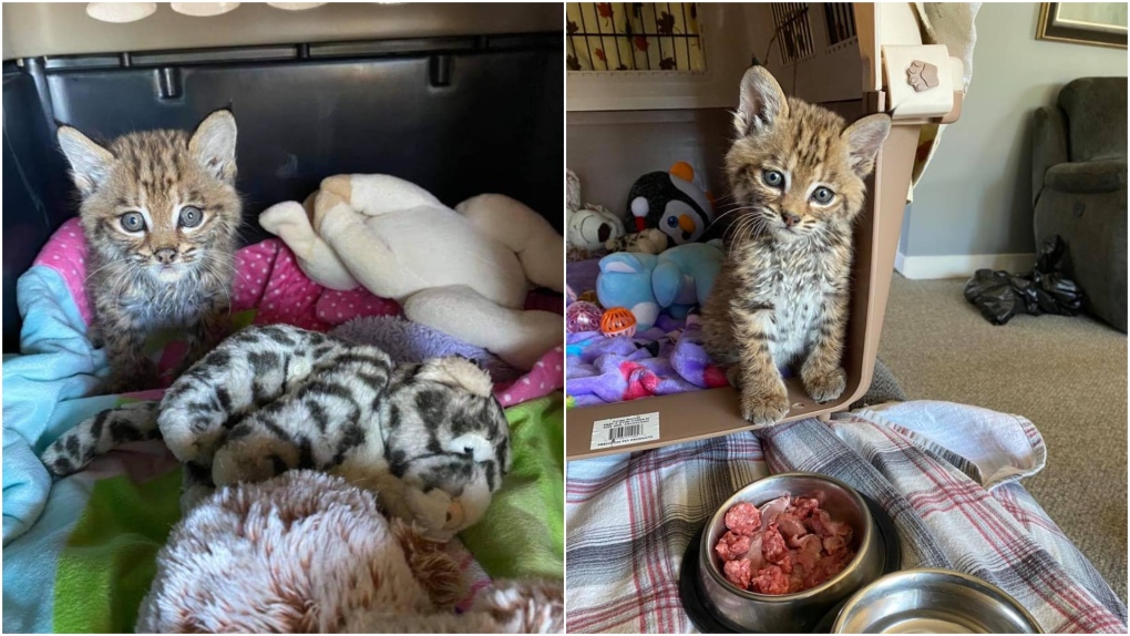 A rescued bobcat nicknamed 'Tucker' is pictured in photos provided by Critter Care Wildlife Society. 