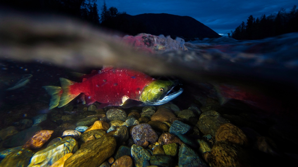 Spawning sockeye salmon are seen making their way up the Adams River in Roderick Haig-Brown Provincial Park near Chase, B.C. Monday, Oct. 13, 2014. THE CANADIAN PRESS/Jonathan Hayward 