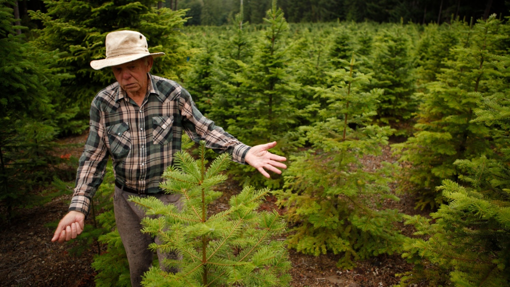 Sahtlam Tree Farm owner Robert Russell is photographed on his property, in the Cowichan Valley area of Duncan, B.C., on Saturday, July 31, 2021. THE CANADIAN PRESS/Chad Hipolito 