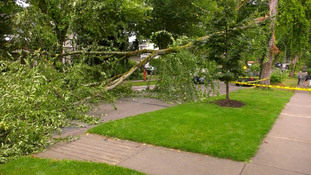 Picture of large tree branch which fell in Vancouver westside neighbourhood Thursday, August 26, 2021.