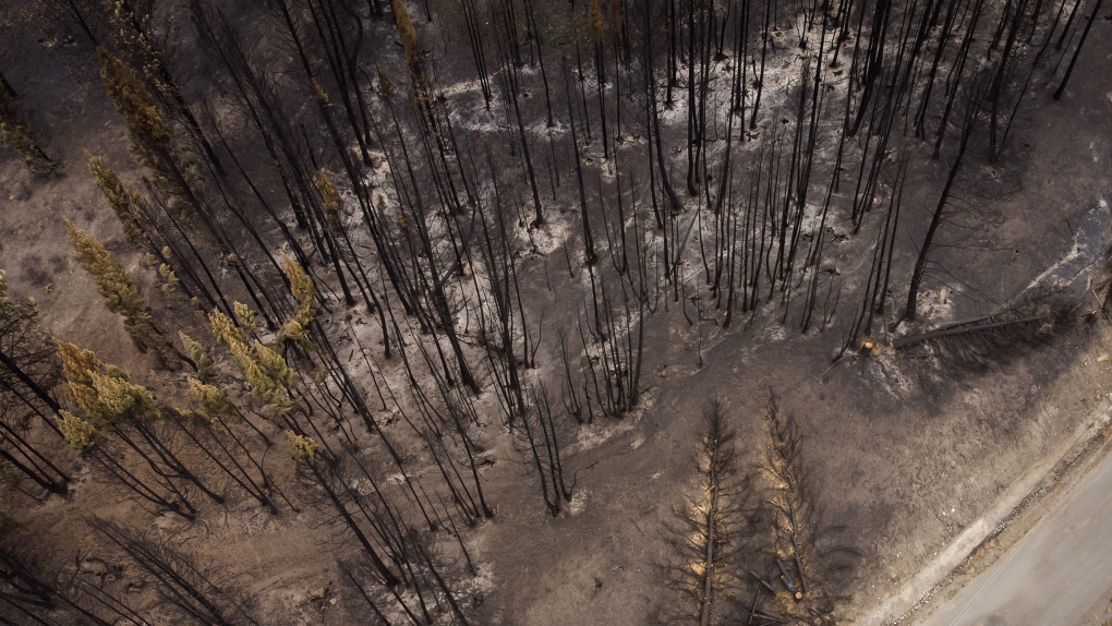 Trees burnt by the White Rock Lake wildfire earlier this month are seen, in Monte Lake, B.C., on Thursday, August 26, 2021. THE CANADIAN PRESS/Darryl Dyck 