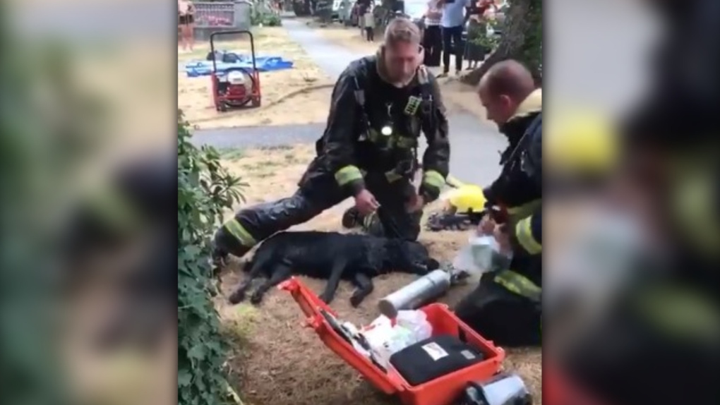 Firefighters help a seven-month-old black Labrador they pulled unconscious from the scene of a house fire in South Vancouver on July 31, 2021. (Twitter/Van Fire Fighters) 