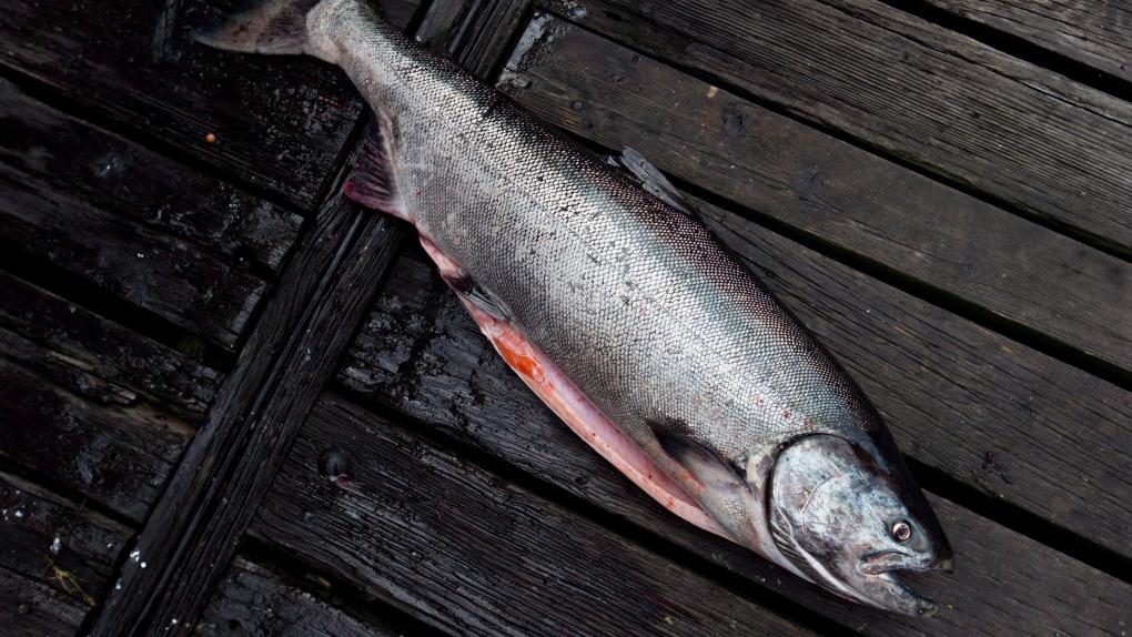 A 24-pound chinook salmon sits on the dock in Vancouver on Saturday, Aug. 18, 2012. (Darryl Dyck / THE CANADIAN PRESS)