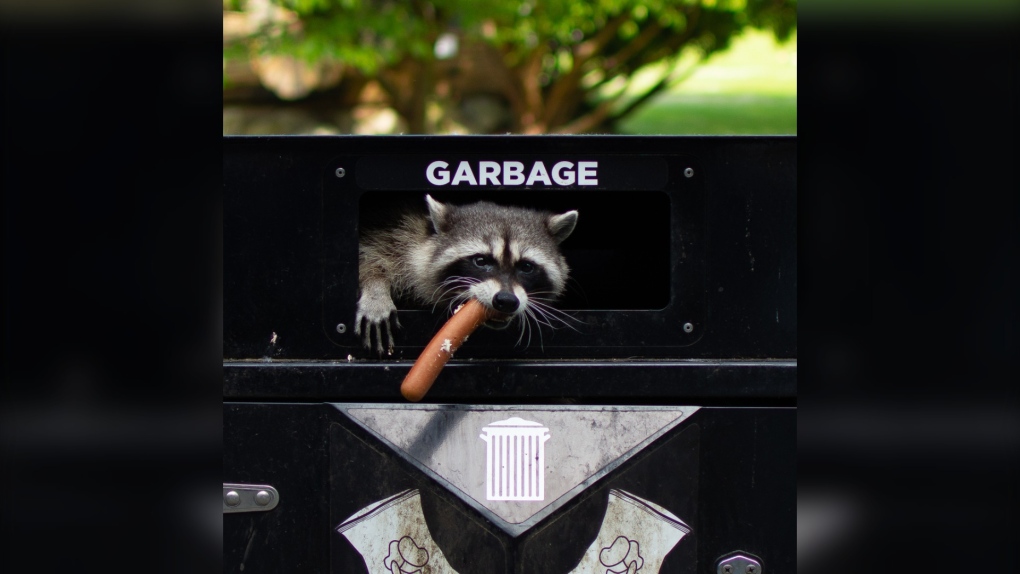 This image of a raccoon, climbing out of a garbage receptacle near a concession stand in Stanley Park with a hot dog in its mouth, is one of the winners of the B.C. SPCA Wildlife-in-Focus photography contest. (Christiane Cottin)