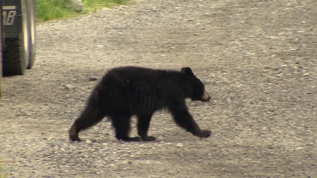 Hundreds of black bears killed by conservation in B.C. last year