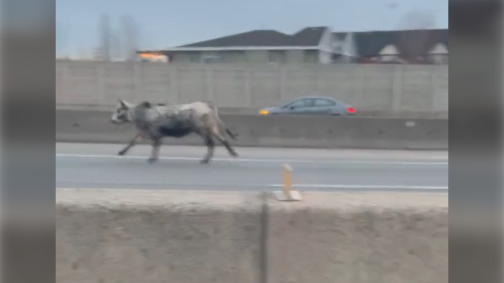A bull or a steer was spotted running down Highway 91 in Queensborough on Saturday. (Twitter/@juliesheldon)