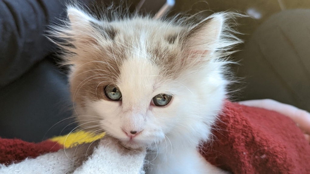 The B.C. SPCA is raising funds to cover the cost of care for a nine-week-old kitten born with a back-leg deformity that will require amputation. (B.C. SPCA)