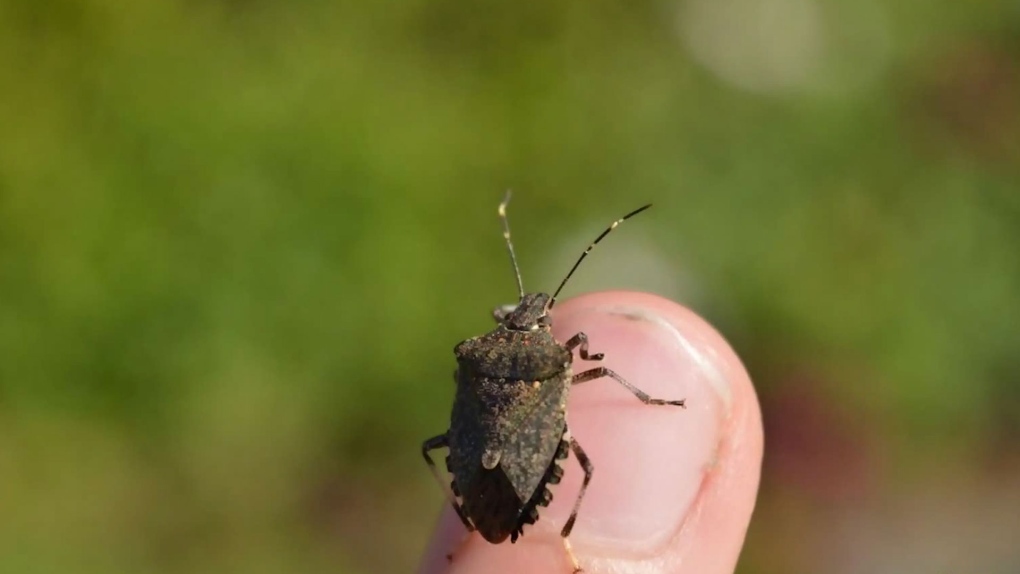 are stink bugs bad for dogs