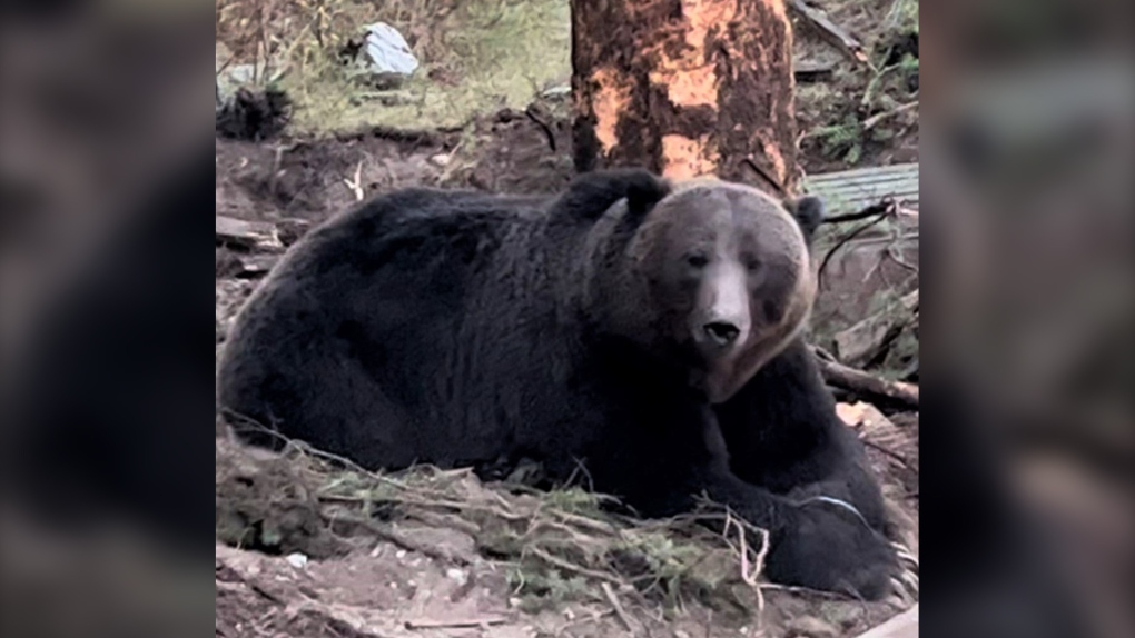 News Releases • Grizzly and black bear lured into town by ea