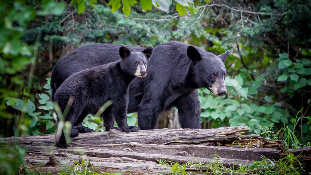 A black bear and a cub are seen in this undated stock image. (Shutterstock)