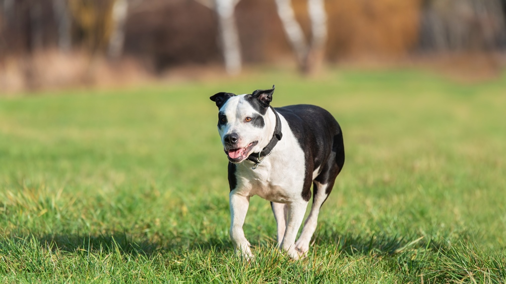 A dog is seen in this file photo (Shutterstock). 