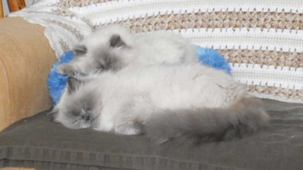 The BC SPCA's Sea to Sky animal centre says the last of a dozen deserted Himalayan cats found in April have been adopted.