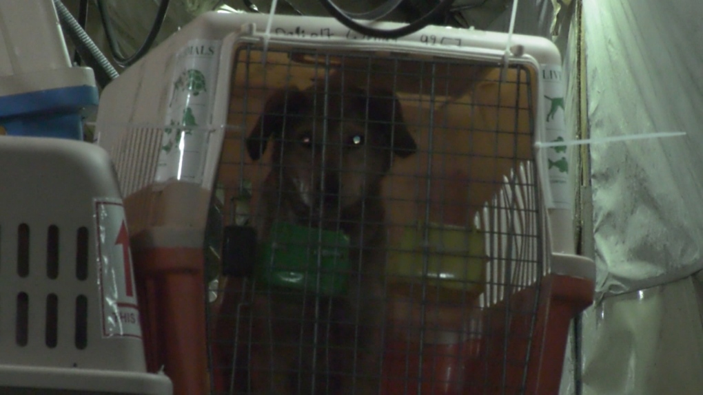 Rescue animals from Afghanistan arrive in Vancouver | CTV News