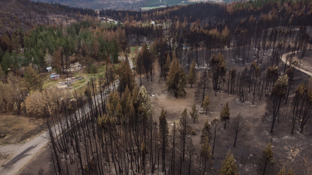 Burnt trees are seen in an area where numerous structures were destroyed by the White Rock Lake wildfire in Monte Lake, B.C., on Thursday, August 26, 2021. THE CANADIAN PRESS/Darryl Dyck